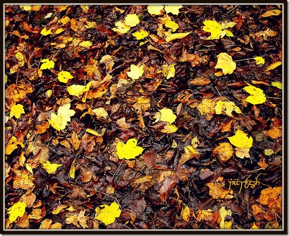 Natchez Trace – Fall 2011